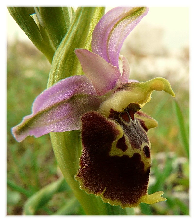 Ophrys apulica